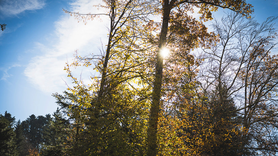 Der nahe Wald bietet Abwechslung und dient uns zugleich als Übungsgelände
